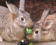 Food Forward Bunnies Food Forward Bunnies